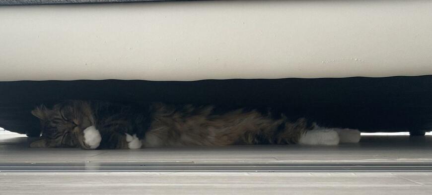 出所：@meltube_cat