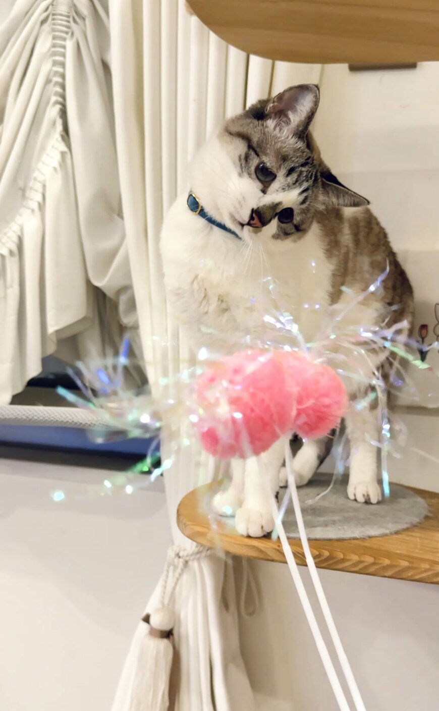 出所：@piennekomint