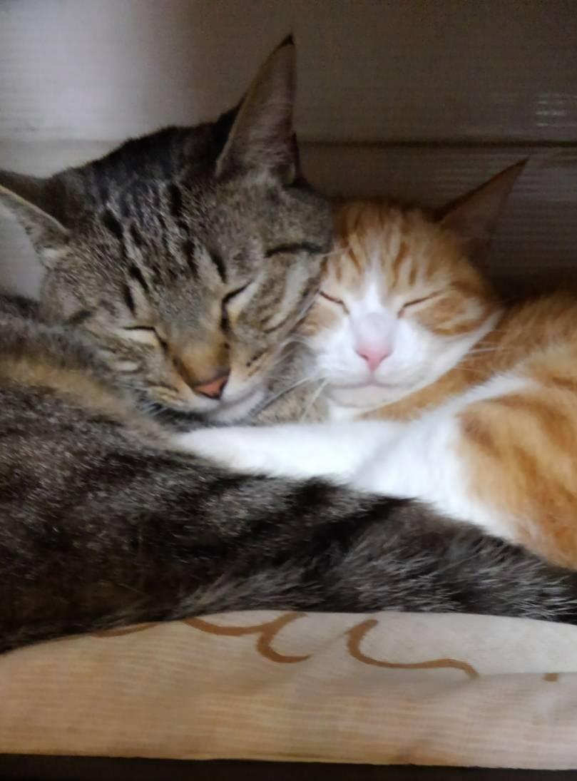 出所：@mero627puri914