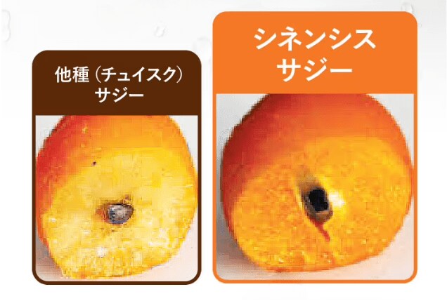 出所：株式会社京福堂提供