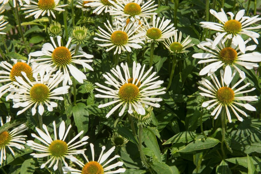 Peter Turner Photography/shutterstock.com