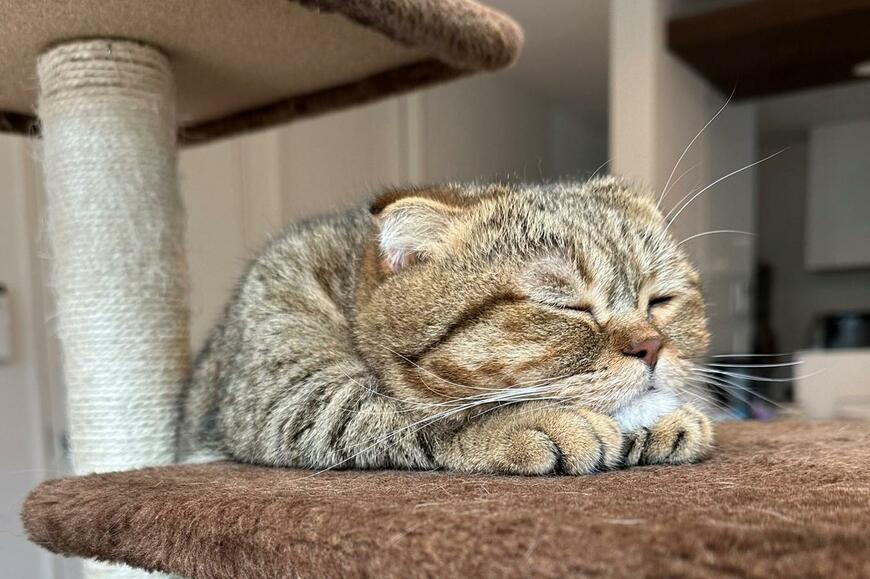 昼寝の体勢が独特すぎる猫さん　まさかの光景に1万バズ