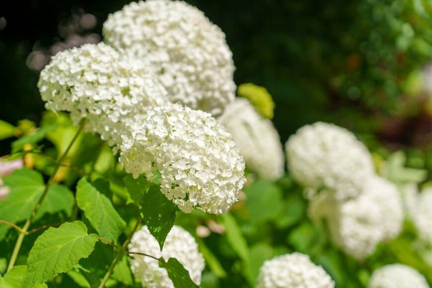 白いアジサイの花アナベルが咲いている