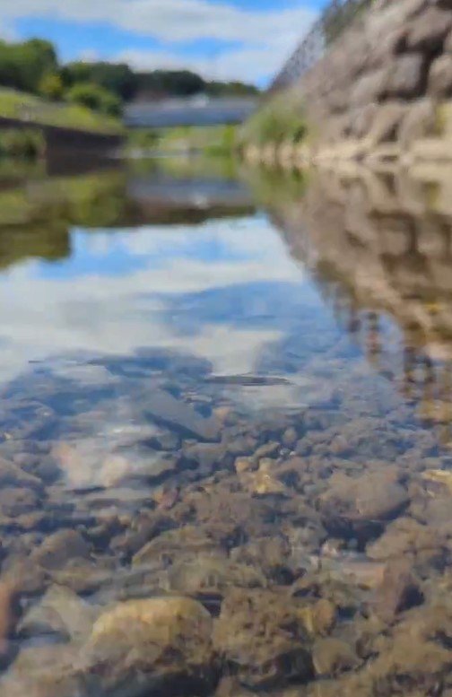多摩市の川で撮影