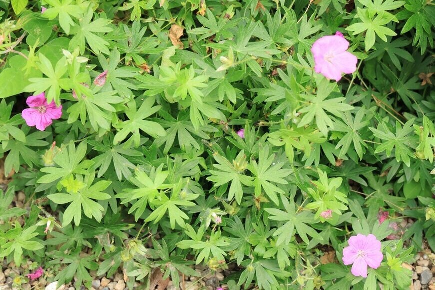 ピンクの花を咲かせている、アケボノフウロ