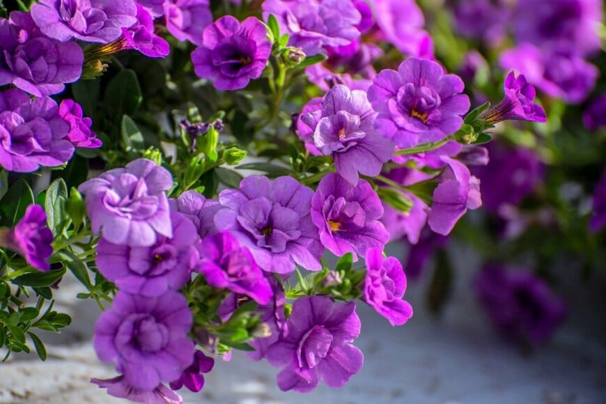 カリブラコアの花が鉢からこぼれるように咲いている。色は深い紫。