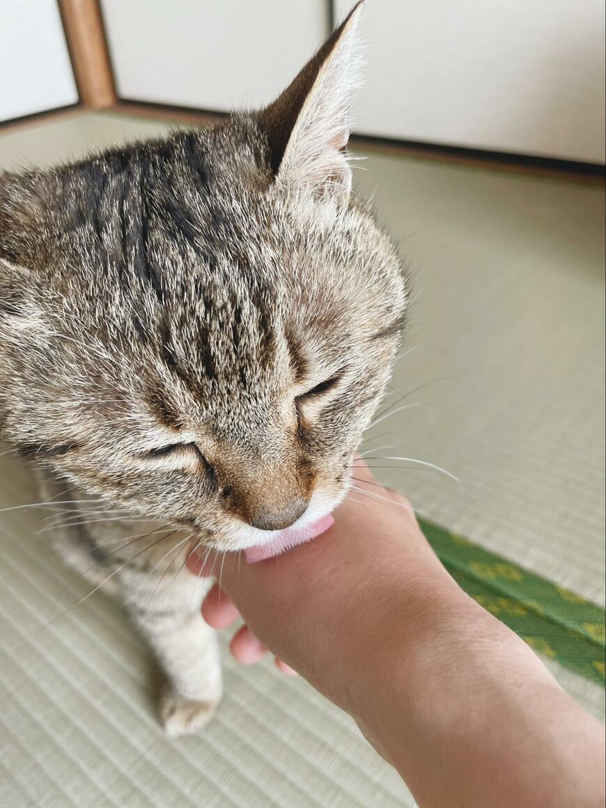 なめる猫