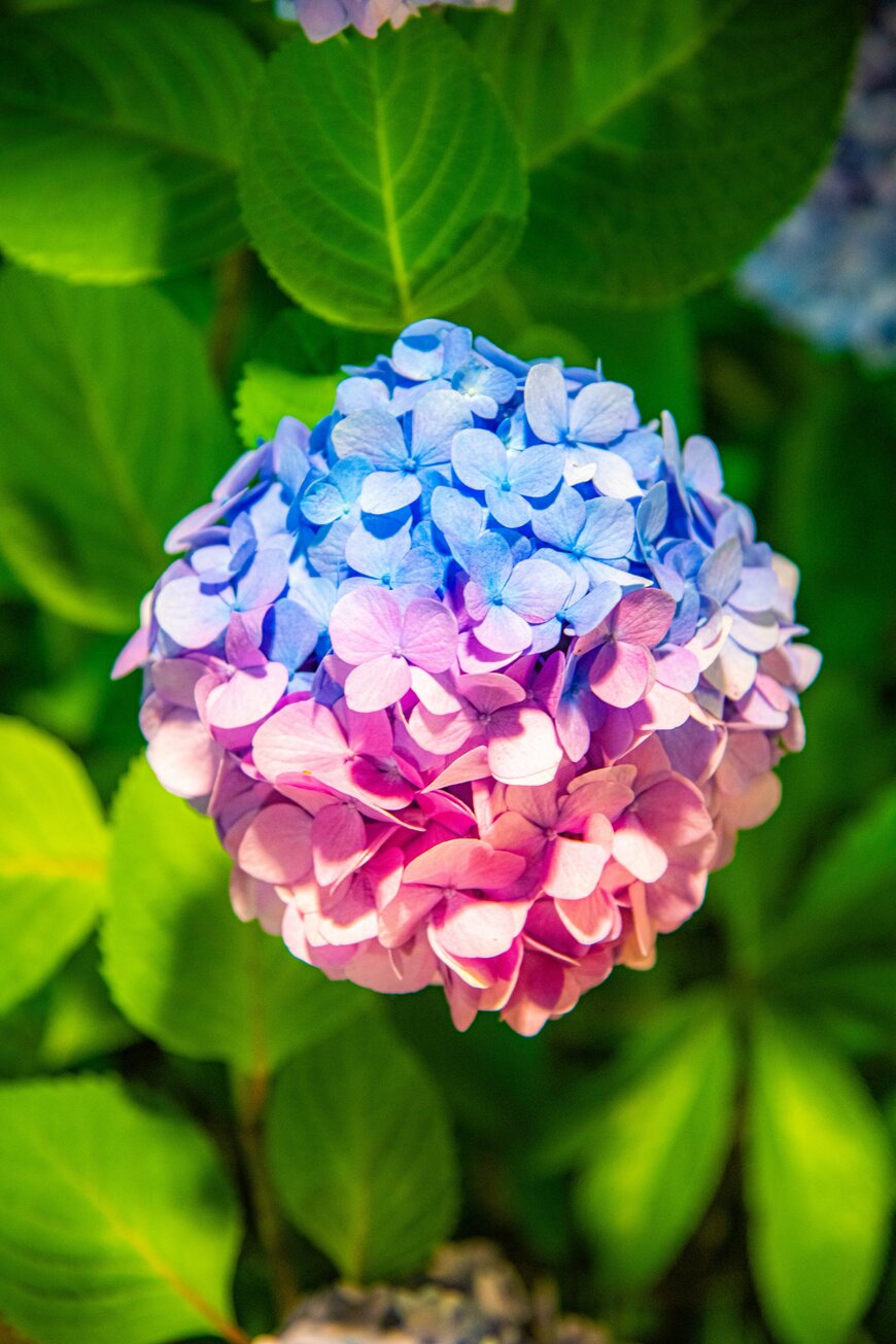 2色に分かれた珍しい紫陽花