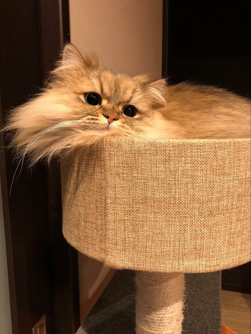 キャットタワーと猫