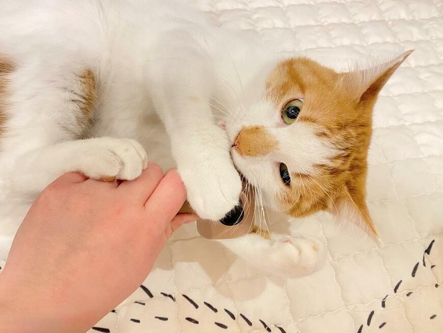 ペット用ブラシ(ボタン式)