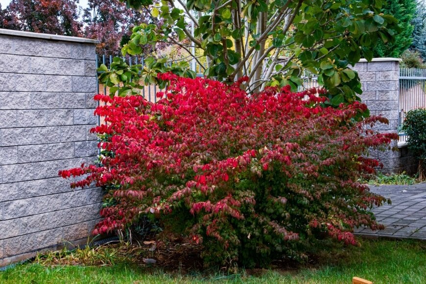 真っ赤に紅葉しているニシキギ