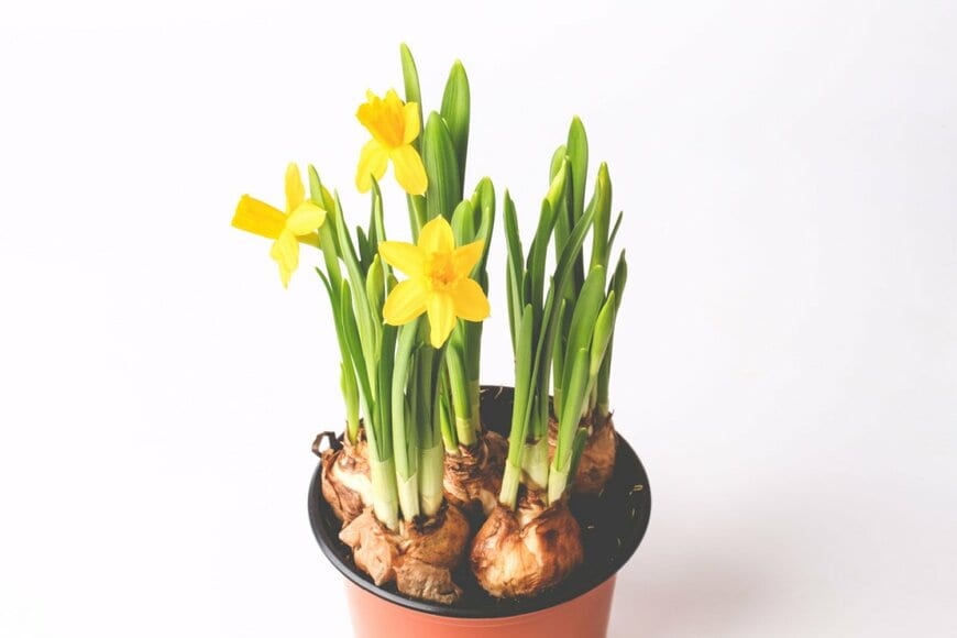 球根植物スイセンの花が咲いている。色は黄色。