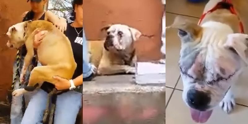 救助当時のやせたフランシスと、手術を受けた後の顔