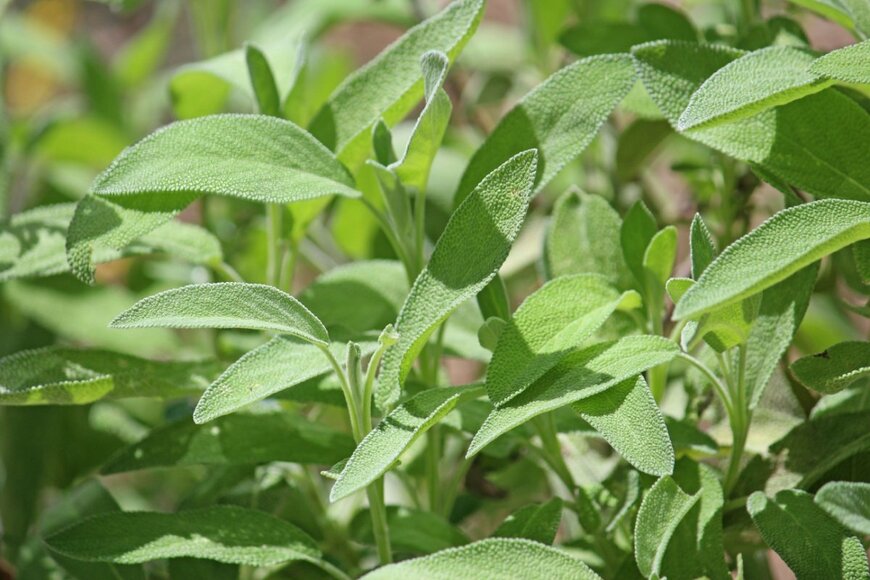 セージの葉が光を浴びて育っている様子