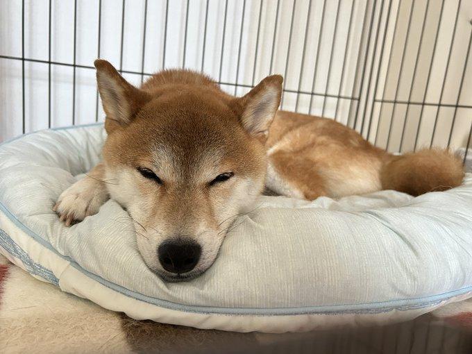寝る柴犬