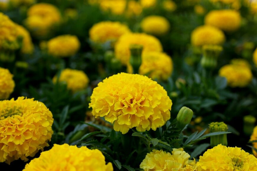 マリーゴールドの花が咲いている。色は黄色。