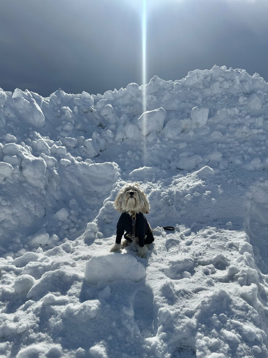 雪の中で空を見つめる犬