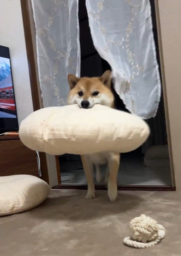 クッションを持ってくる犬