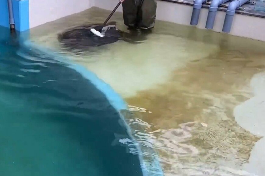 ウミガメの水槽の様子