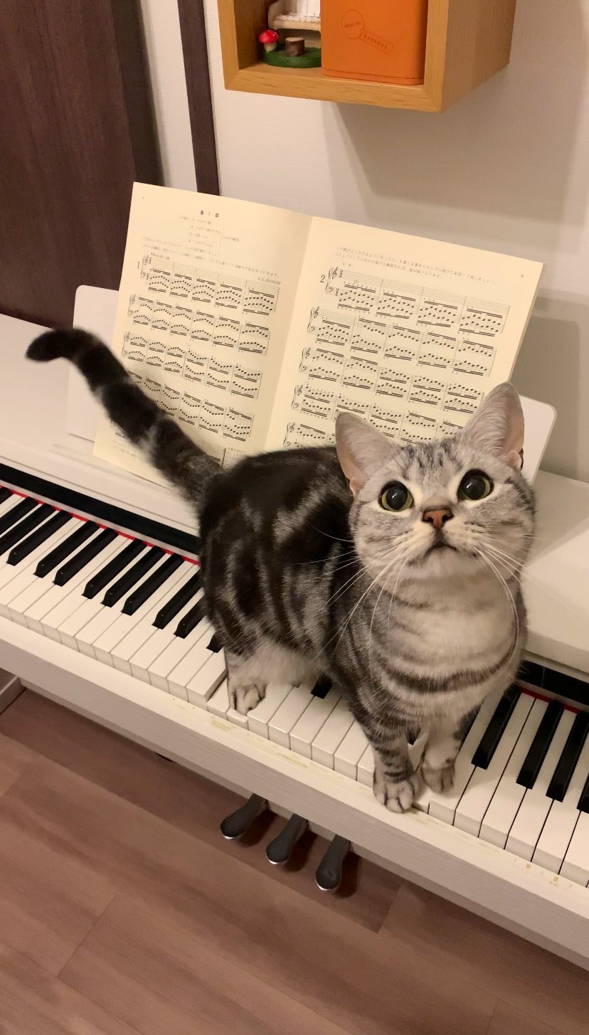 ピアノの上の猫