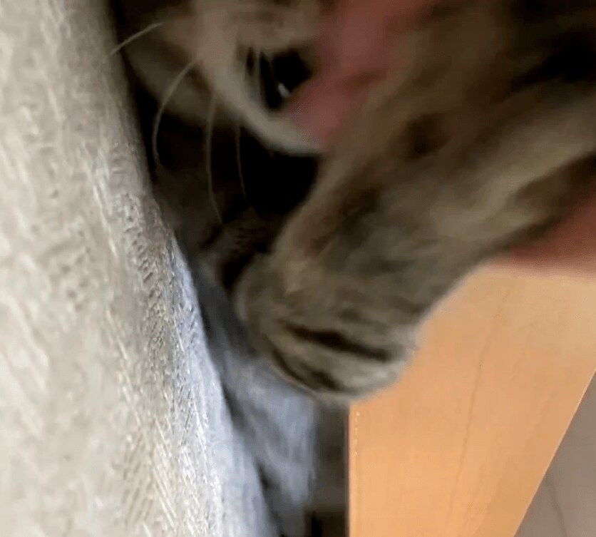 手を出す猫