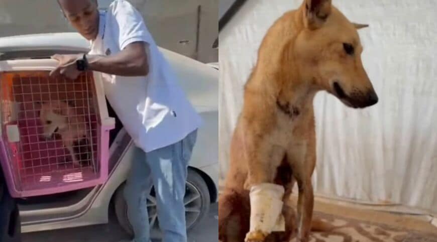 出所：<u><a href="https://www.instagram.com/p/DcjQkxKM3iM/" target="_blank">@sulalaanimalrescue</a></u>