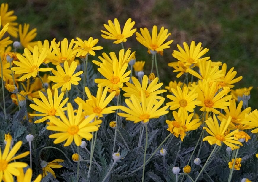 黄色い花を咲かせている、ユリオプスデージー