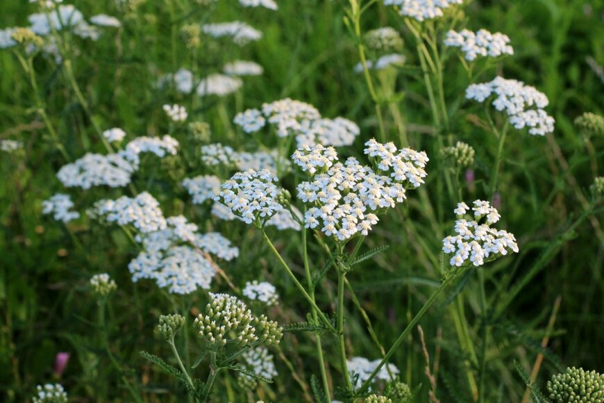 アキレアの花。色は白色。