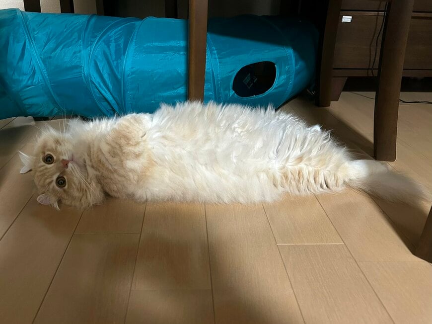 えび天にしか見えない!