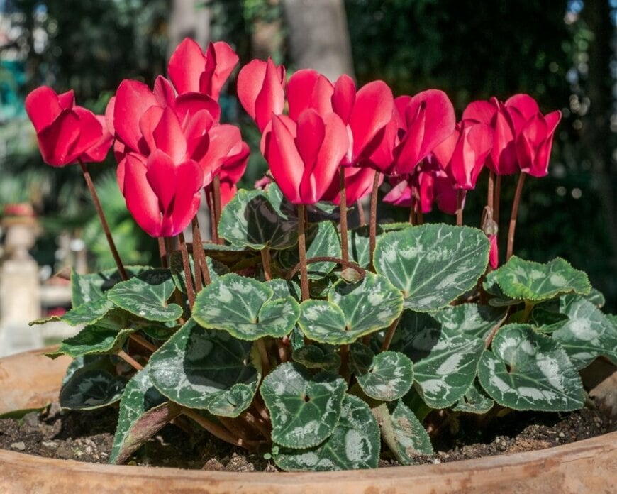 赤いガーデンシクラメンの花