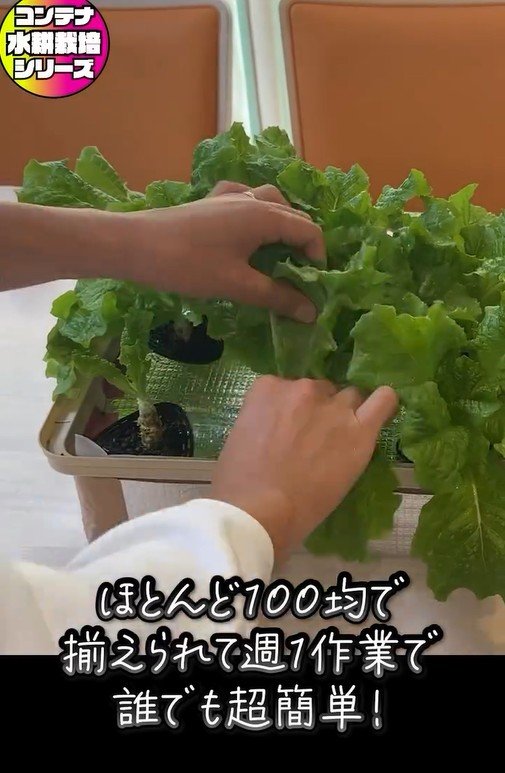 サンチュの水耕栽培準備は100均で揃えられる