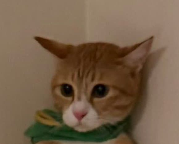 緊張の面持ちを浮かべる猫ちゃん