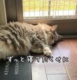 外に背を向け眠っていると思ったら……妹猫の行動と姉猫のリアクションに注目！