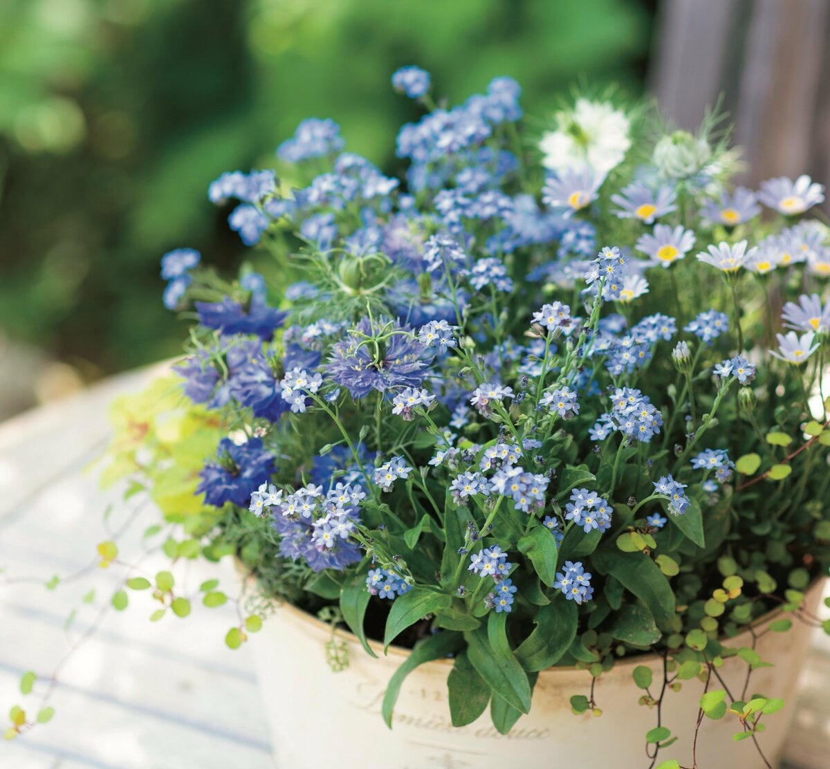 寄せ植えが「なんだかまとまらない…」を卒業！プロが教える〈寄せ植え