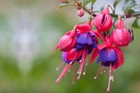 【6月年金支給日もうすぐ】厚生年金なら「ひと月平均14.6万円」では「15万円超の人」はどれほどいるの？