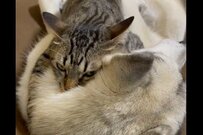 ママ犬の『ひっつき虫』になる元保護猫さん　尊い姿に3万いいね