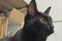 「部屋でくつろぐ猫」に強烈な違和感　漢字の一部になった姿に16万いいね