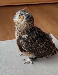 【興味津々なフクロウ】窓から見えるカラスの子供が気になる姿が可愛い！