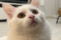 「同一猫さん…？」SNSユーザーが「ギャップ萌え」した理由