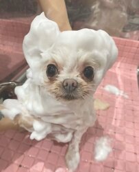 【ずっと見ていたい】ワンちゃんがプロのトリミングで大変身！「シャンプー姿」や「カット中」の様子に癒される人続出