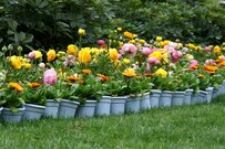 【ガーデニング】うーん惜しい！＜ざんねんな庭にありがちな4つのあるある＞