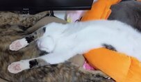 気持ちようさそうに眠る猫ちゃん　「人間顔負け」の大胆な寝相が面白すぎると話題に