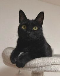 「覗き込むというレベルを越えてる」おかしなポーズで飼い主を見つめる黒猫の姿がシュールで可愛い　キョトンとした表情に注目