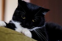 【2万6000いいね】最強にかわいい猫さんが衝撃の姿に…？！「変身能力があるな」の声