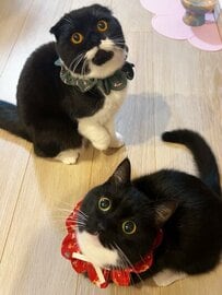 【おめめキラキラ猫ちゃんズ】ご飯直前のふたりの姿にキュン！そっくりな表情に注目！