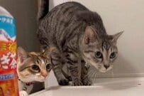 「お前、正気か？」長風呂するとやって来る兄妹猫　まさかの行動に思わずホッコリ「優しくてかわいい」