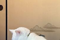 「力の限りブチギレ」身代わりを置いて行った飼い主に怒る猫