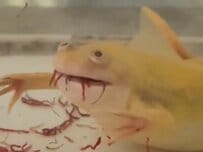 カエルの「意外な食事姿」が話題　勢いたっぷり「口に入らない様子」に笑ってしまう