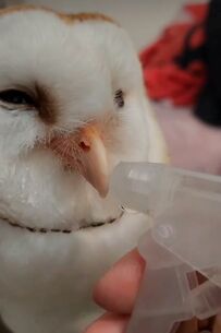 【水分補給するフクロウ】幸せそうに水を飲む姿に「かわいい！」と大絶賛