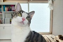 給餌器にごはんが注がれるを待つ猫　癖がありすぎる「待機ポーズ」に笑ってしまう